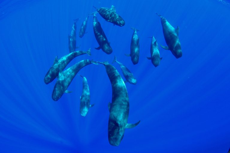 Globicefalo alle Isole Canarie