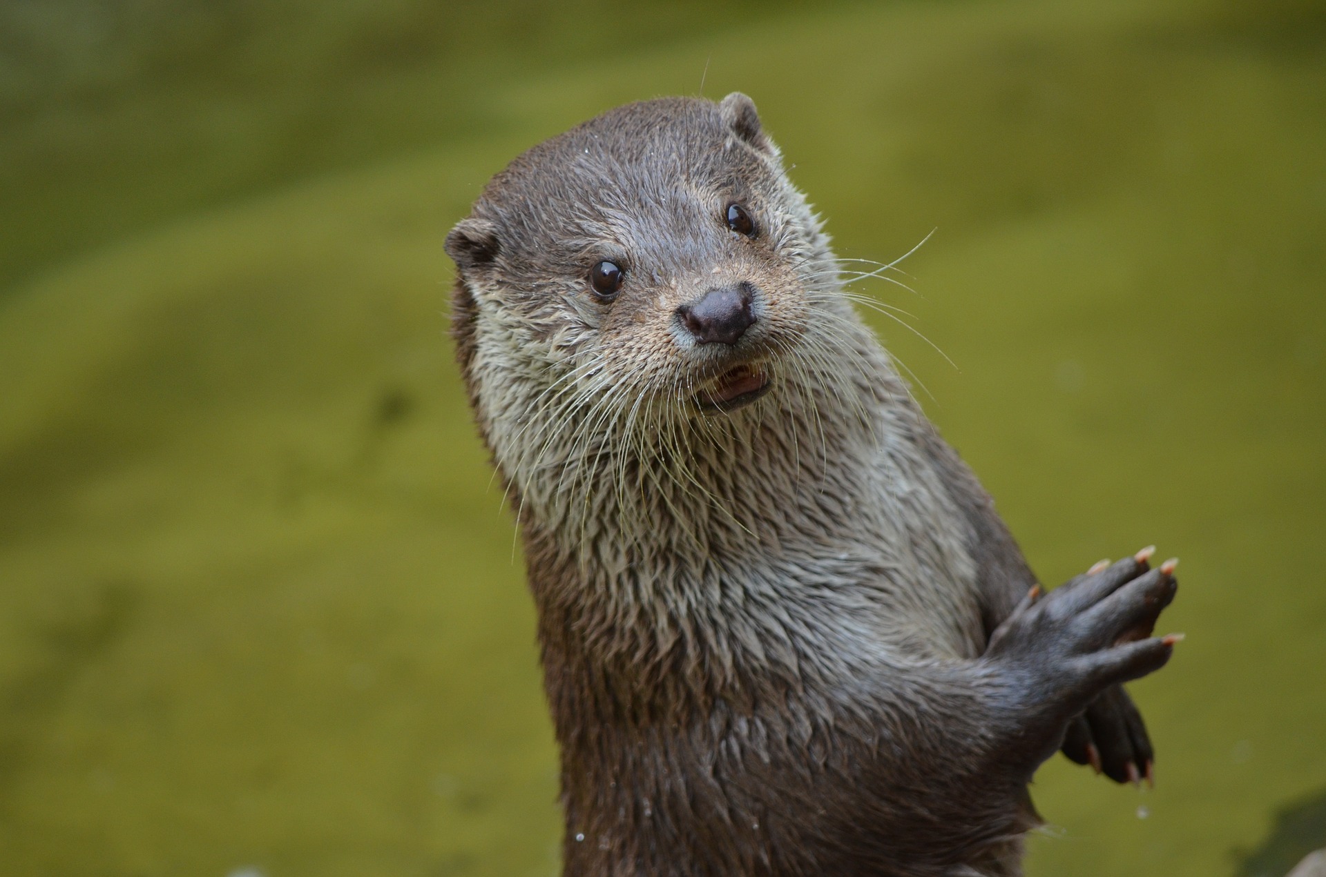 Une loutre