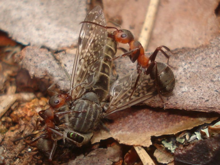 Des fourmis rouges avec leur proie