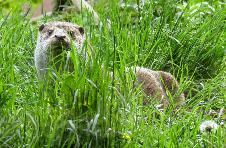 Une loutre dans l'herbe