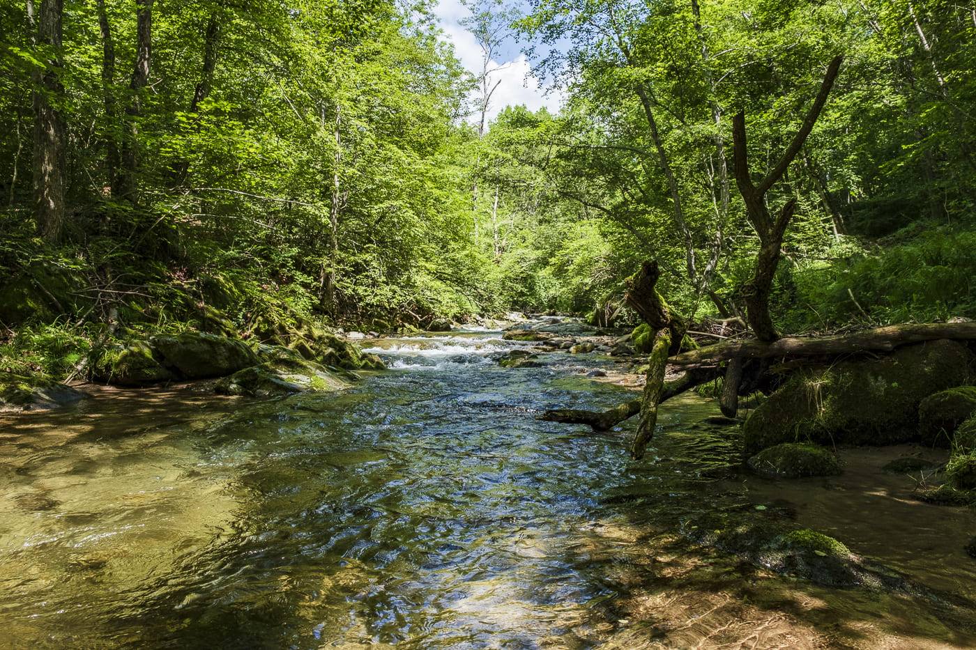 Wild Republic Mini lontra di fiume - acquista su