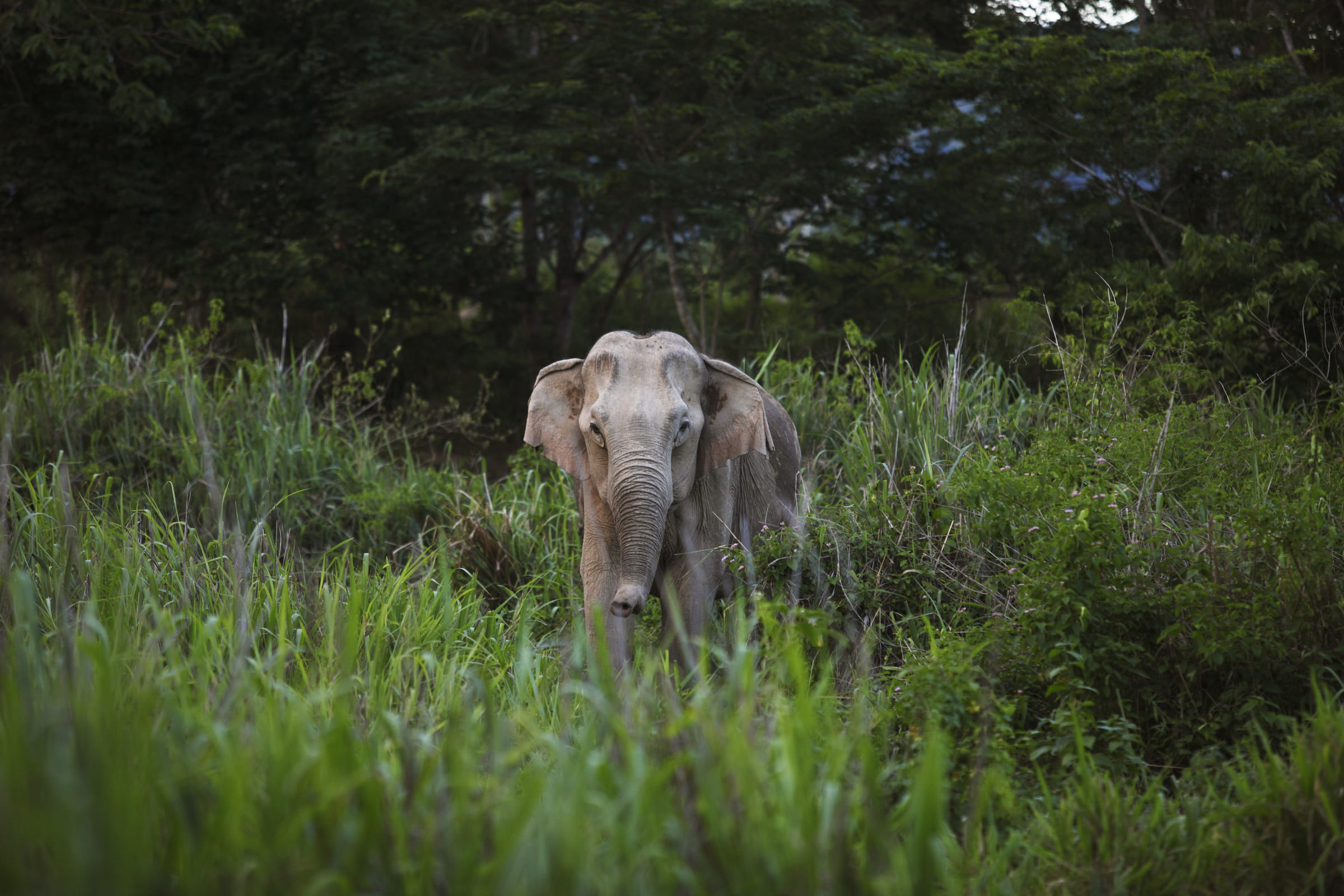 Elefante asiatico nella vegetazione