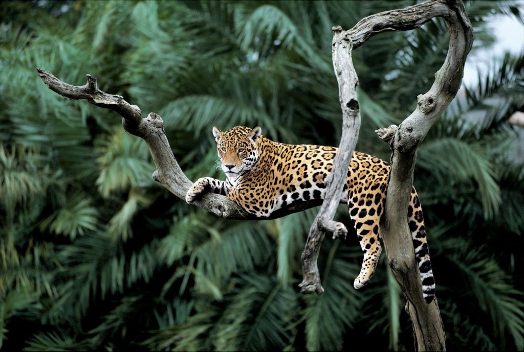 ZooDico: Jaguar – Panda Club WWF
