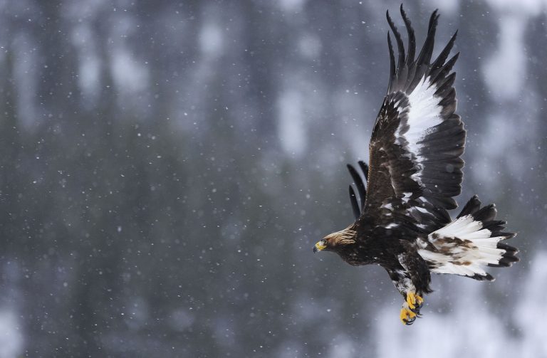 Fliegender Steinadler