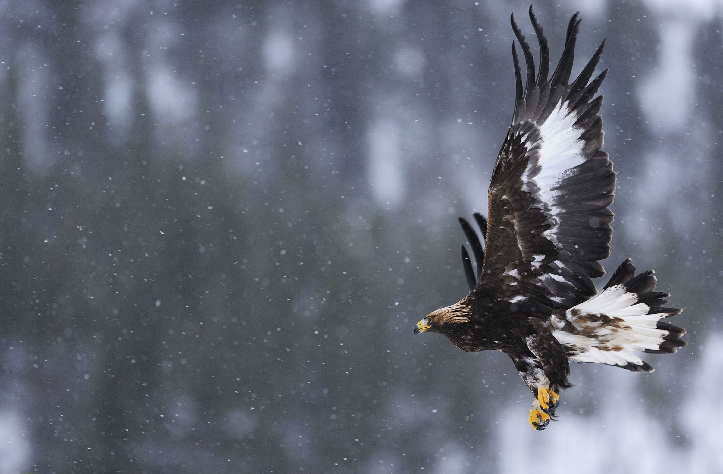 Un aigle royal en plein vol