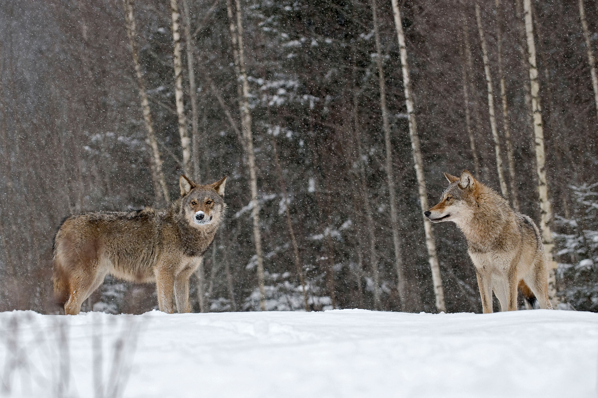 Deux loups en Russie