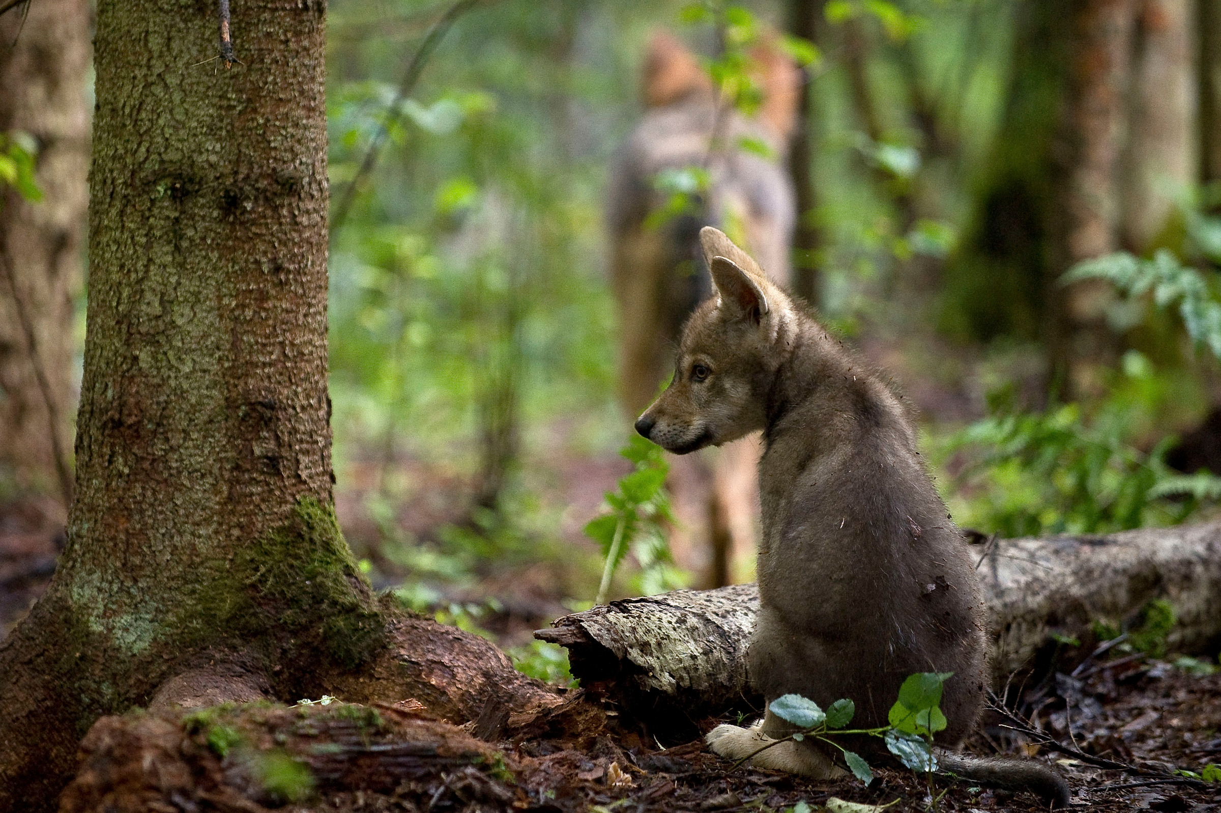 Tierlexikon: Wolf – WWF Panda Club