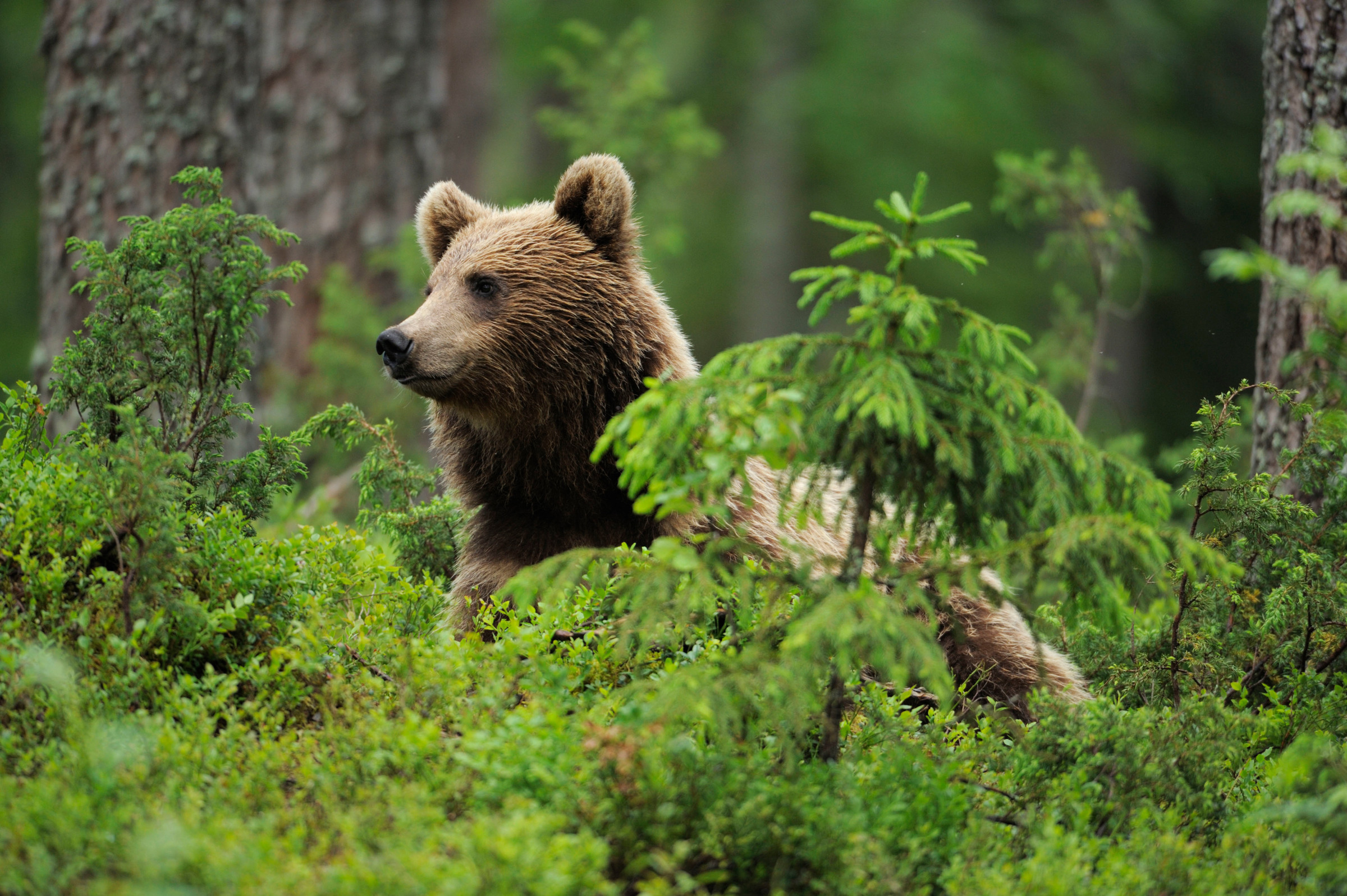 Un ours brun européen en Finlande