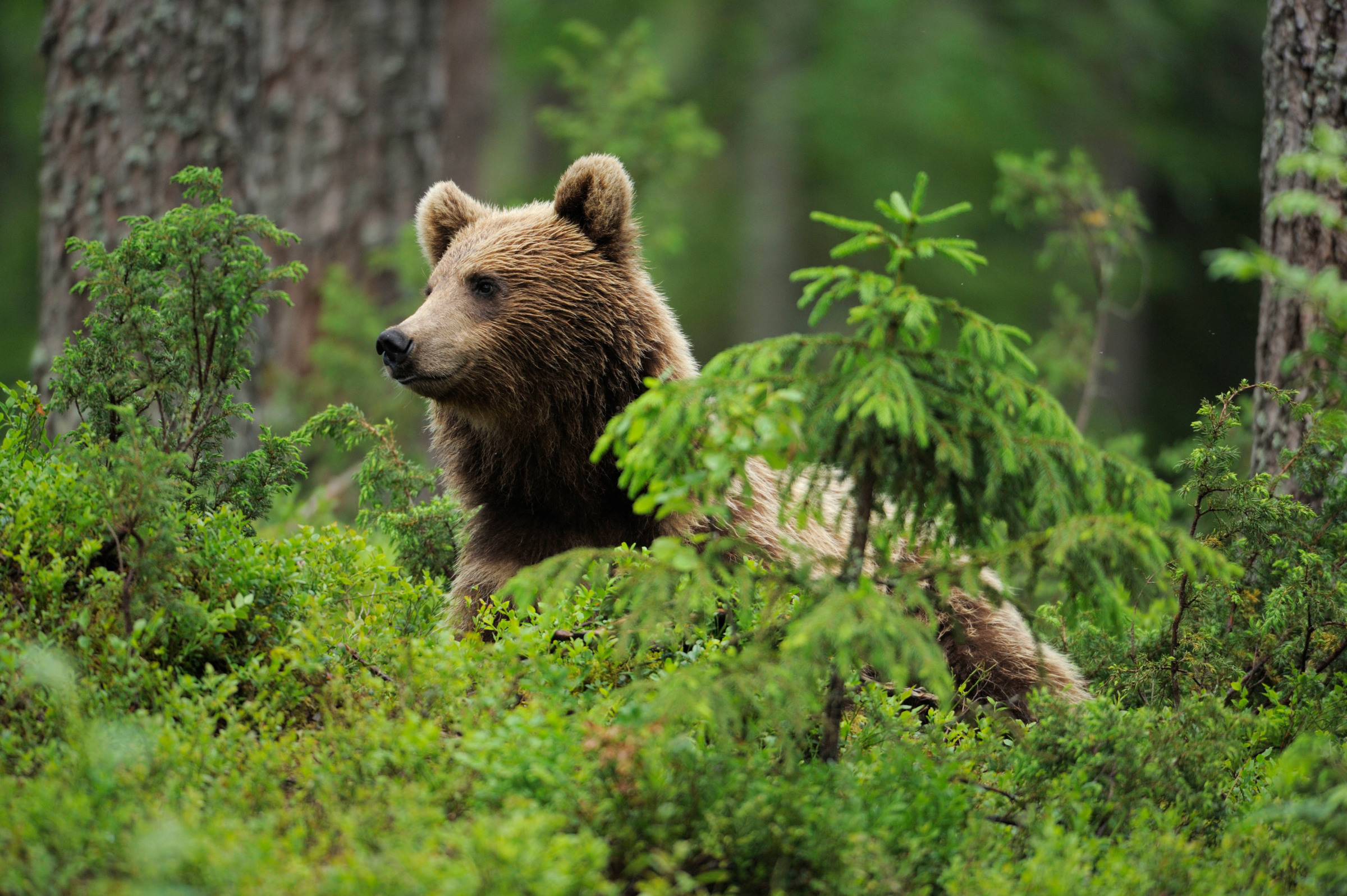 Orso bruno europeo in Finlandia