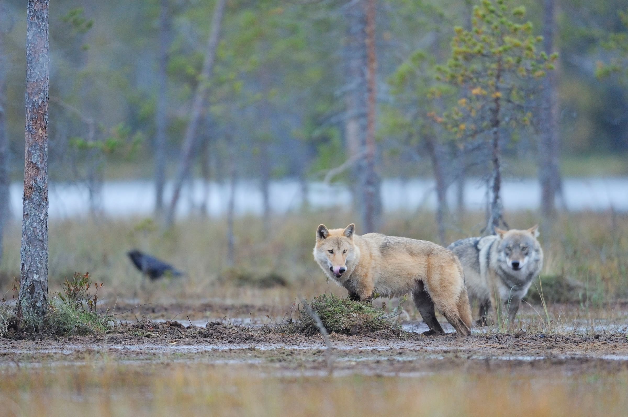 Zwei Wölfe in Finnland