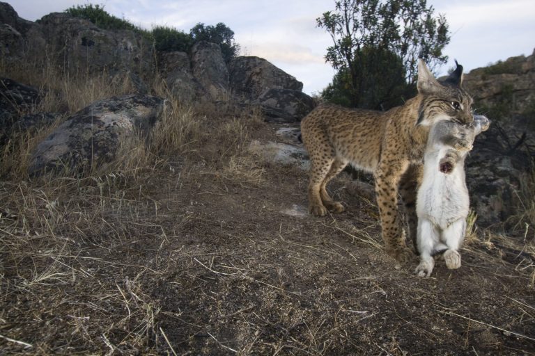 Lince pardina con una preda