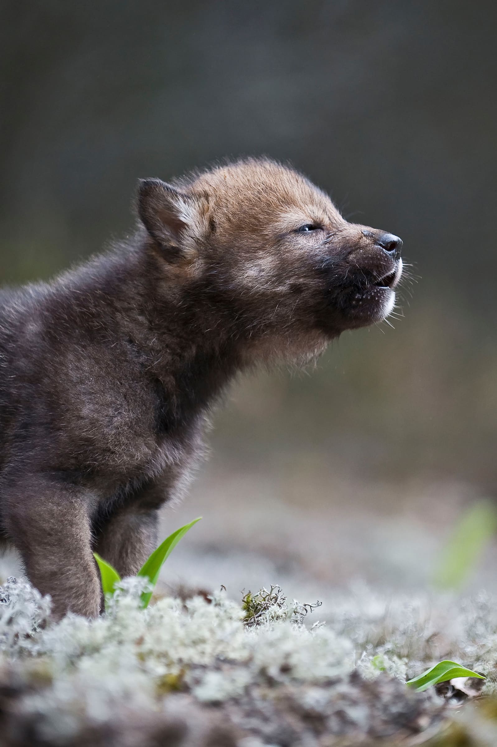 Un bébé loup hurle.