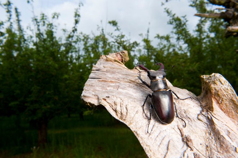 Männlicher Hirschkäfer