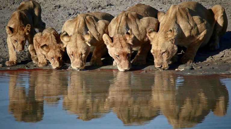 Leoni che si abbeverano in Botswana