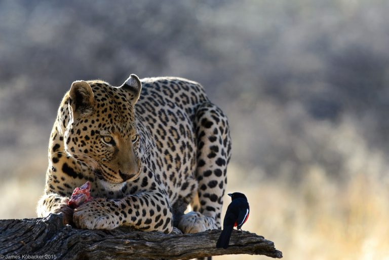 Un léopard en plein repas
