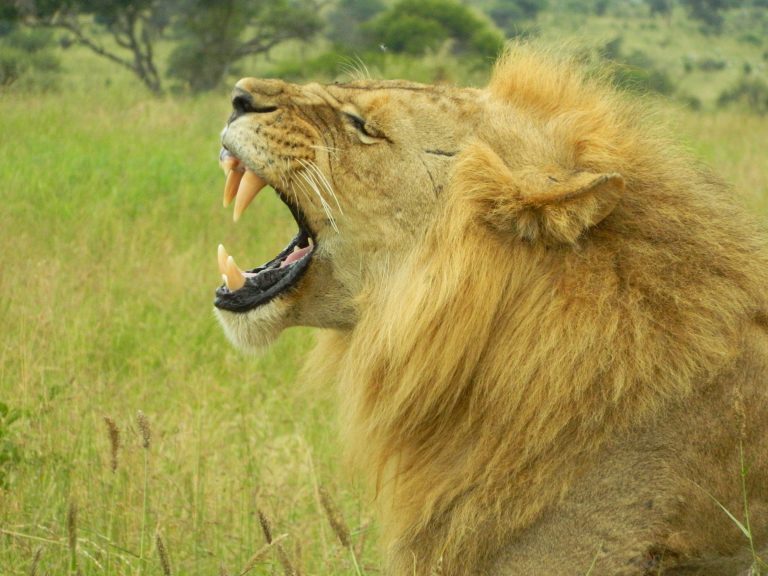 Un lion mâle rugit, en Tanzanie.