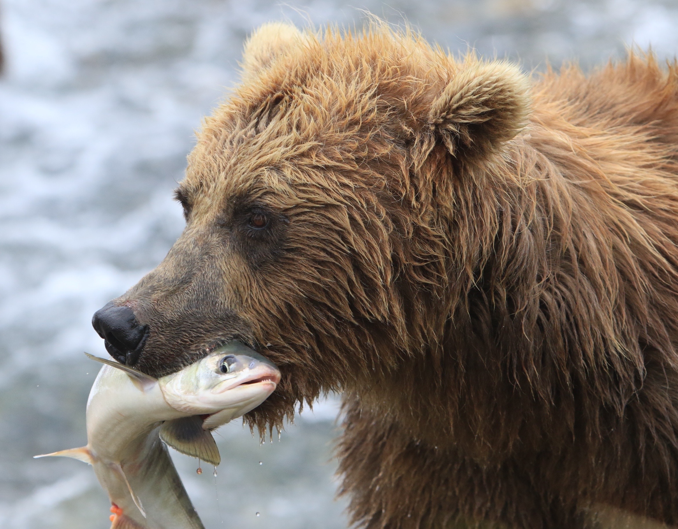 Un ours grizzly en train de pêcher, en Alaska