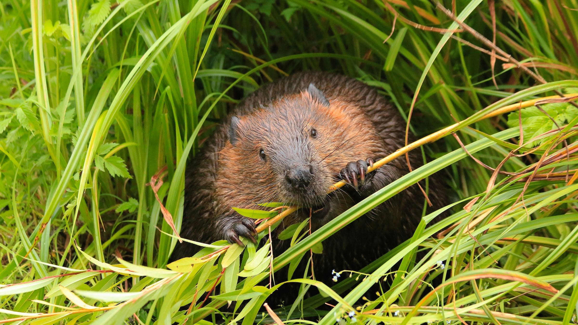 Un castor dans l'herbe