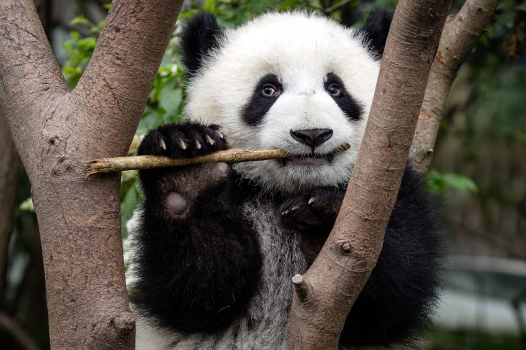 Un panda géant grignote un bambou.