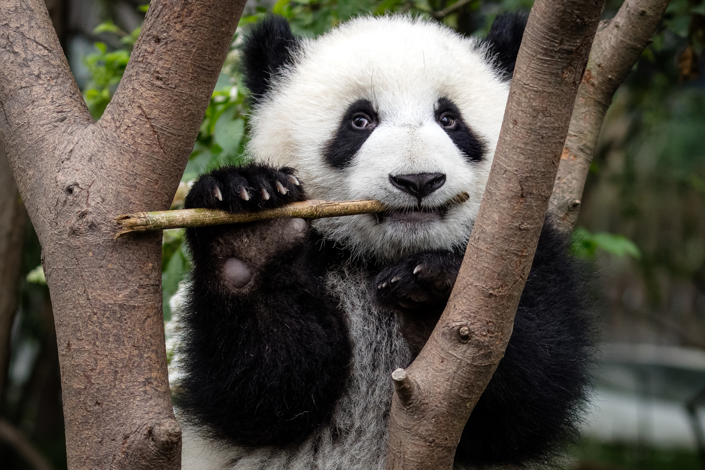 Tierlexikon: Grosser Panda – WWF Panda Club