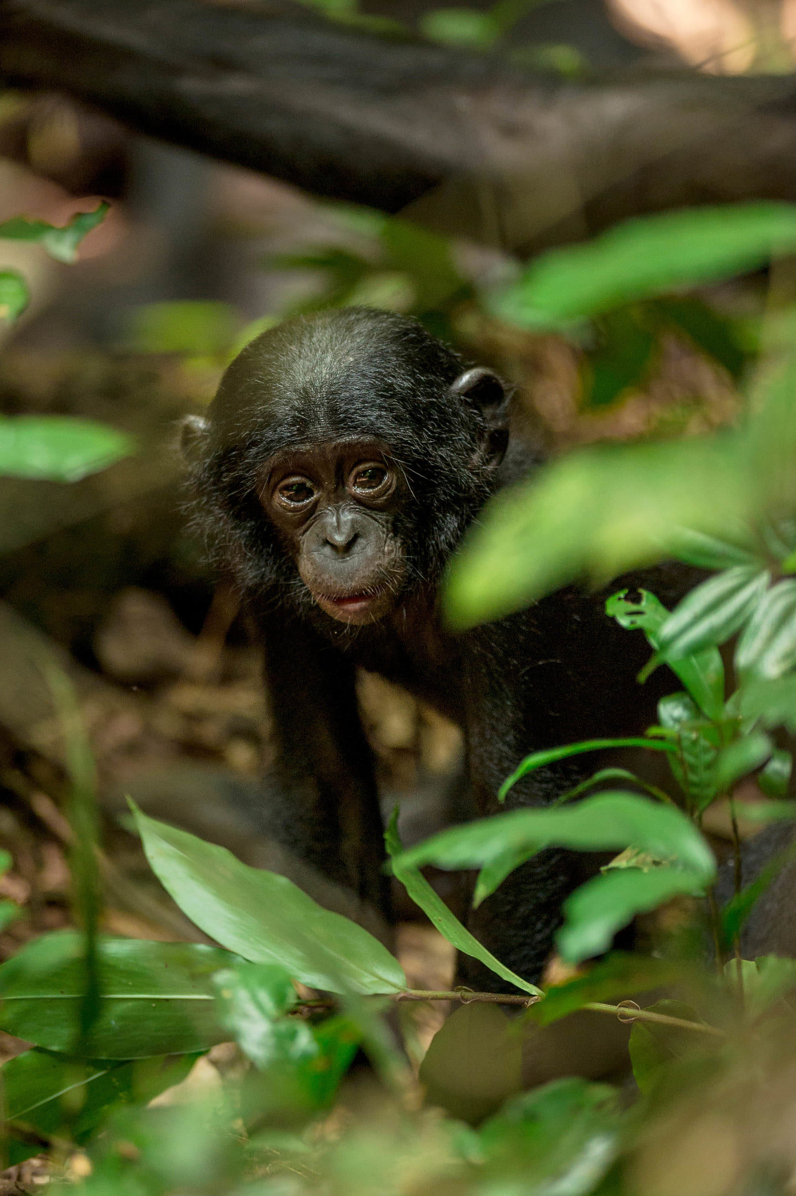Un bébé bonobo