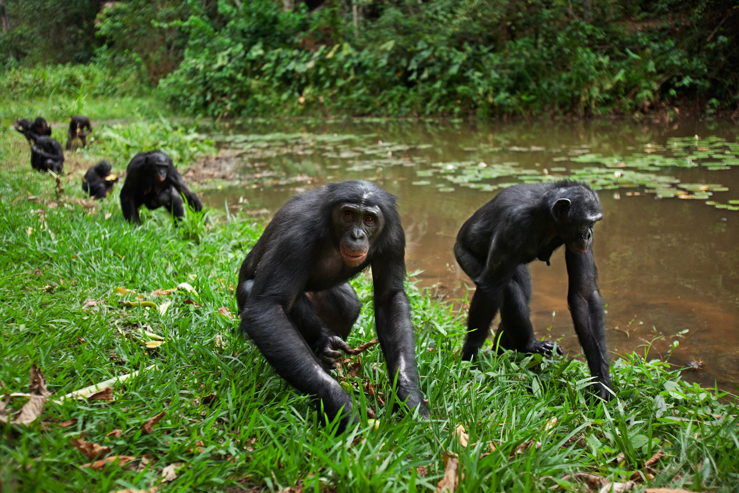 Un groupe de bonobos