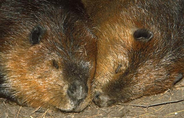Deux castors en train de dormir
