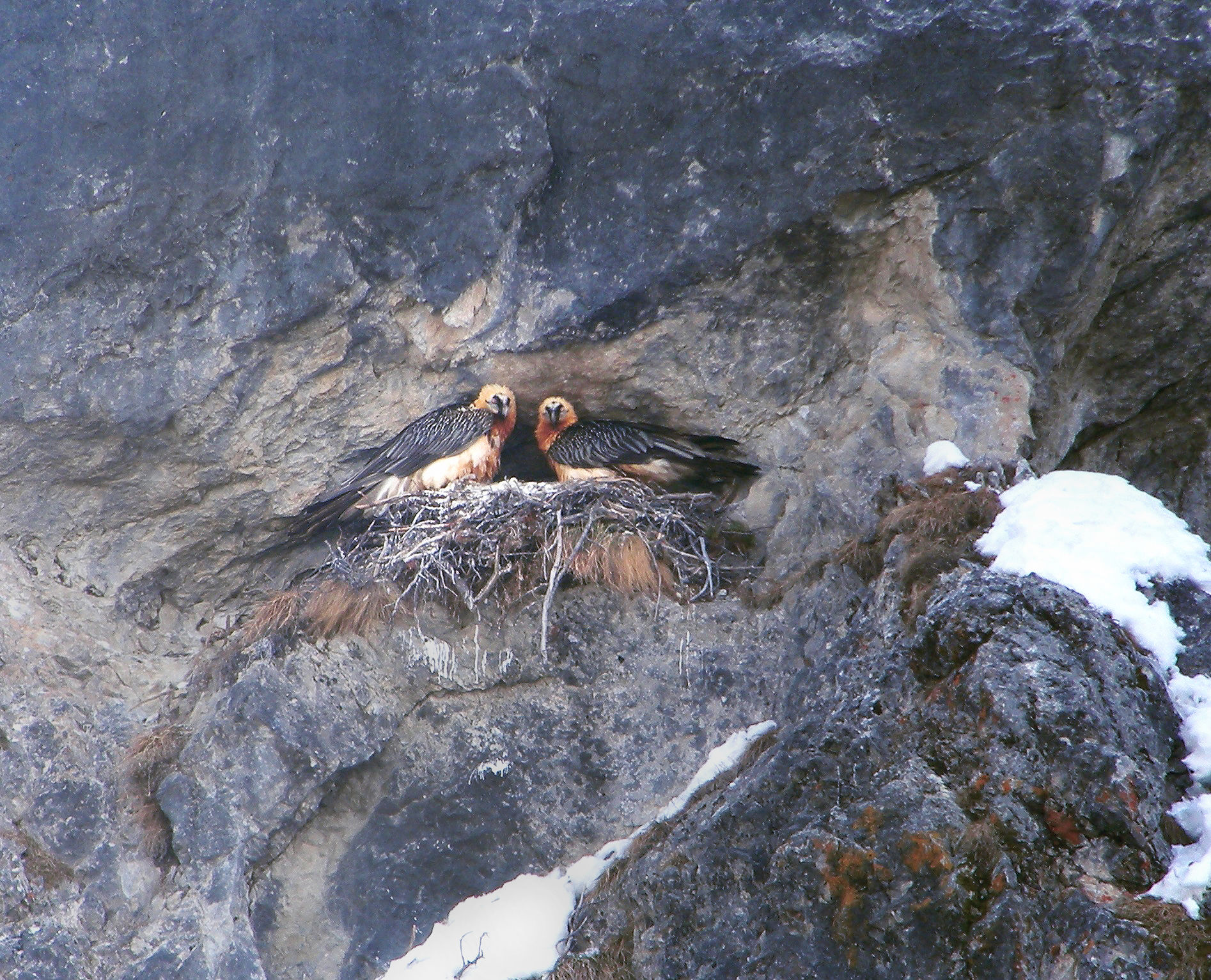 Zwei Bartgeier in einem Nest