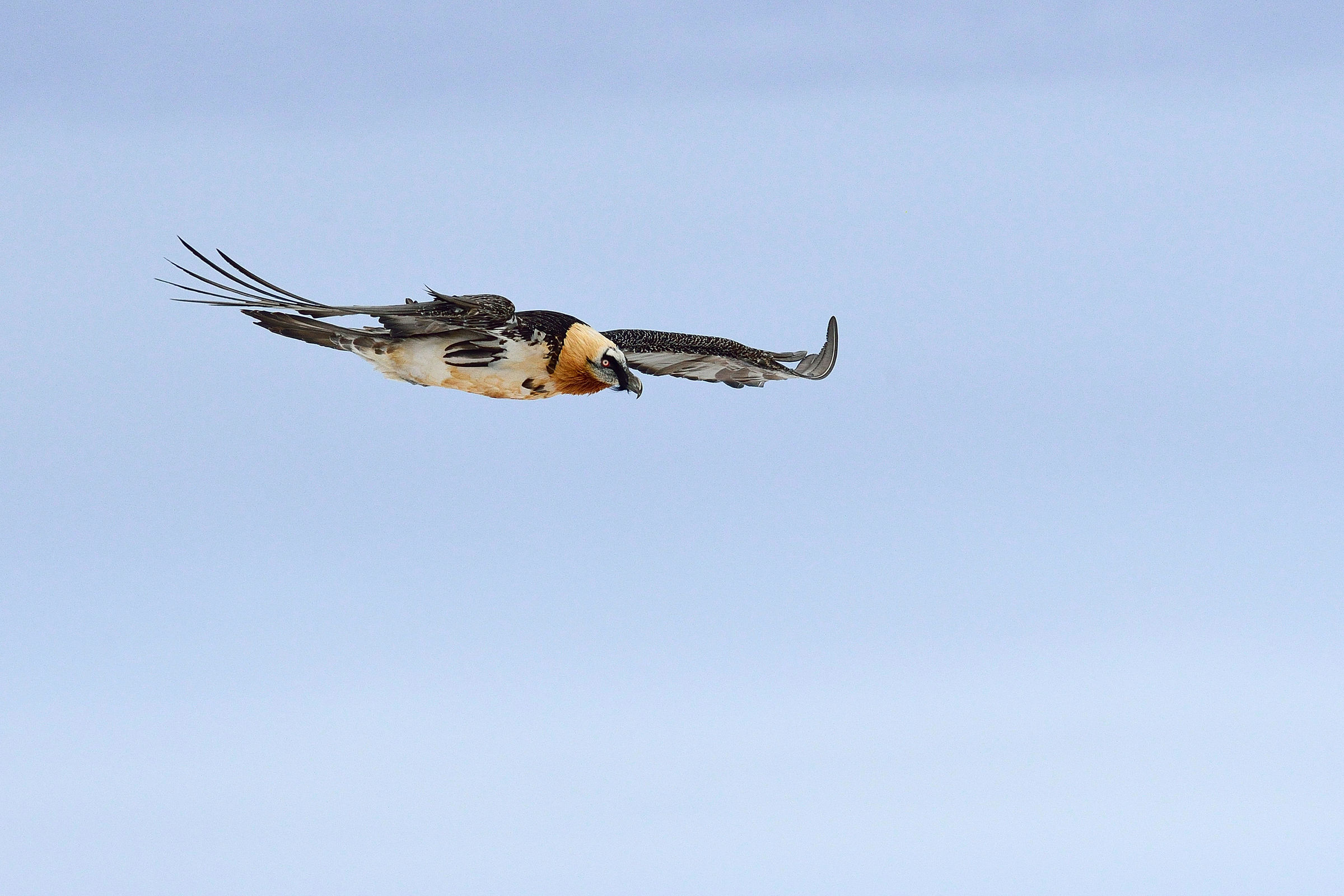 Un gypaète volant dans le ciel