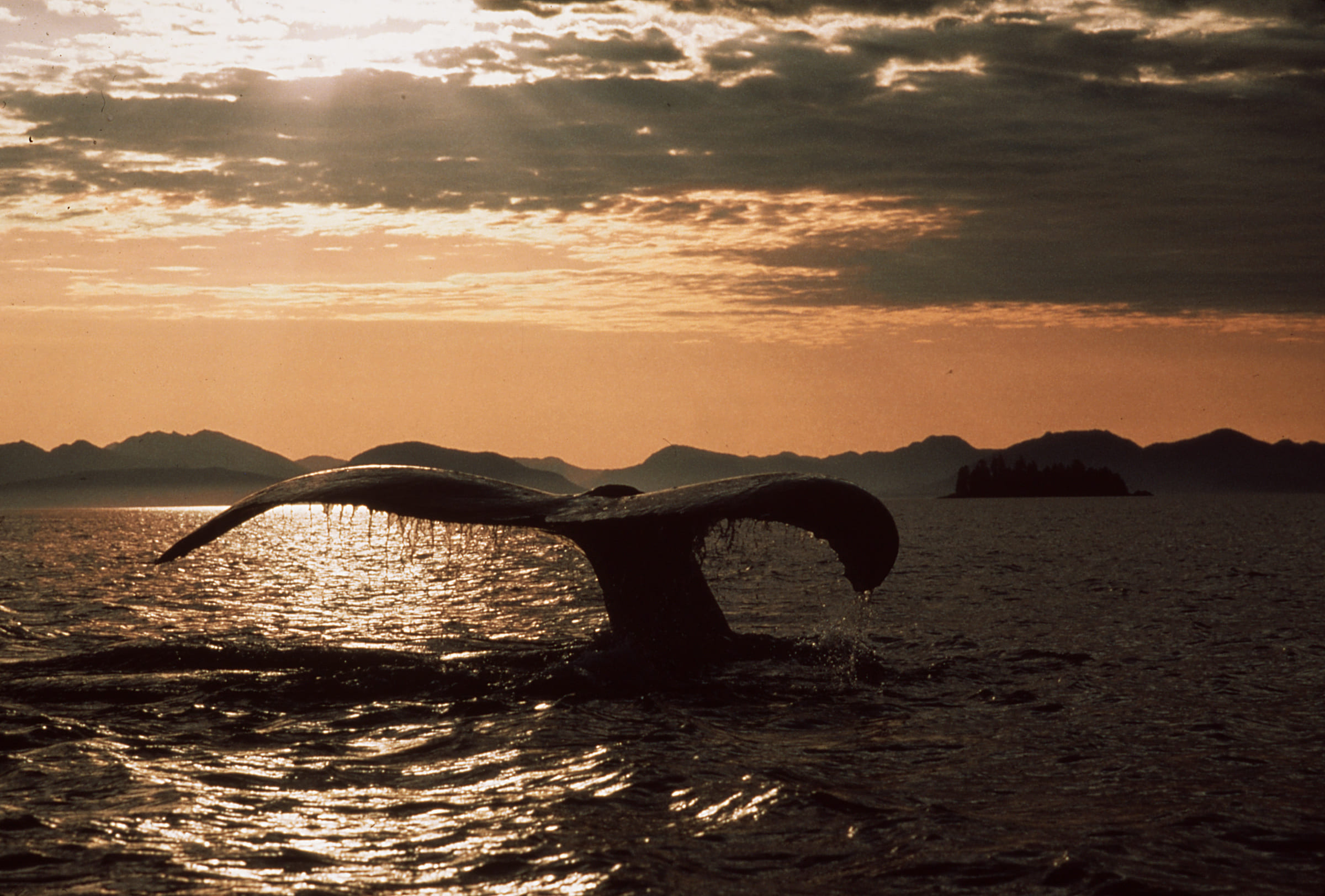 Queue de baleine au coucher du soleil