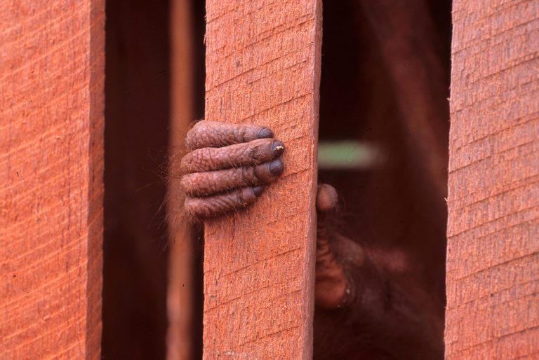Les jeunes orangs-outans sont souvent capturés par les braconniers.