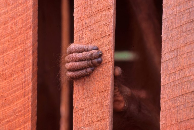 Gefangener Orang-Utan