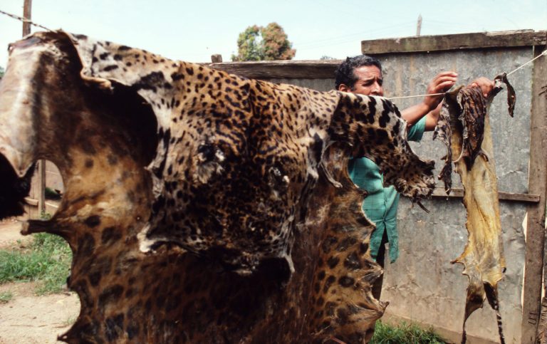 Des peaux de jaguar et d'ocelot sont proposées à la vente.