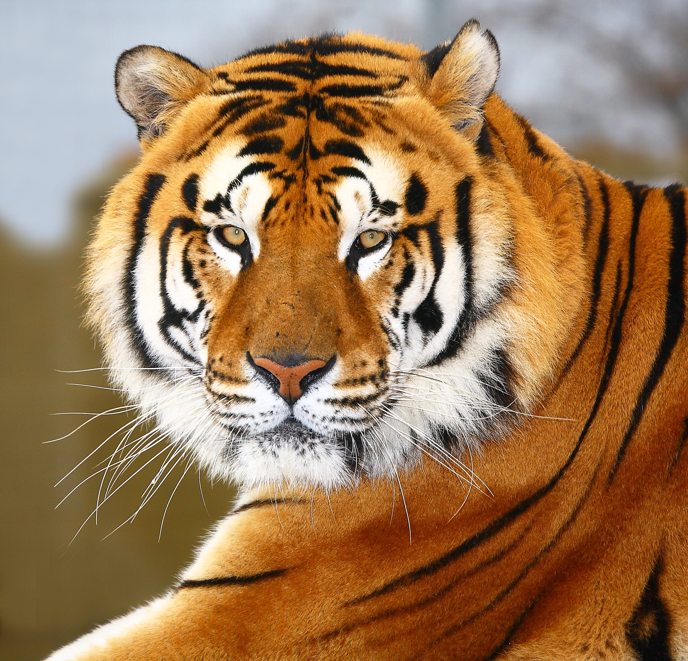 Un tigre de profil