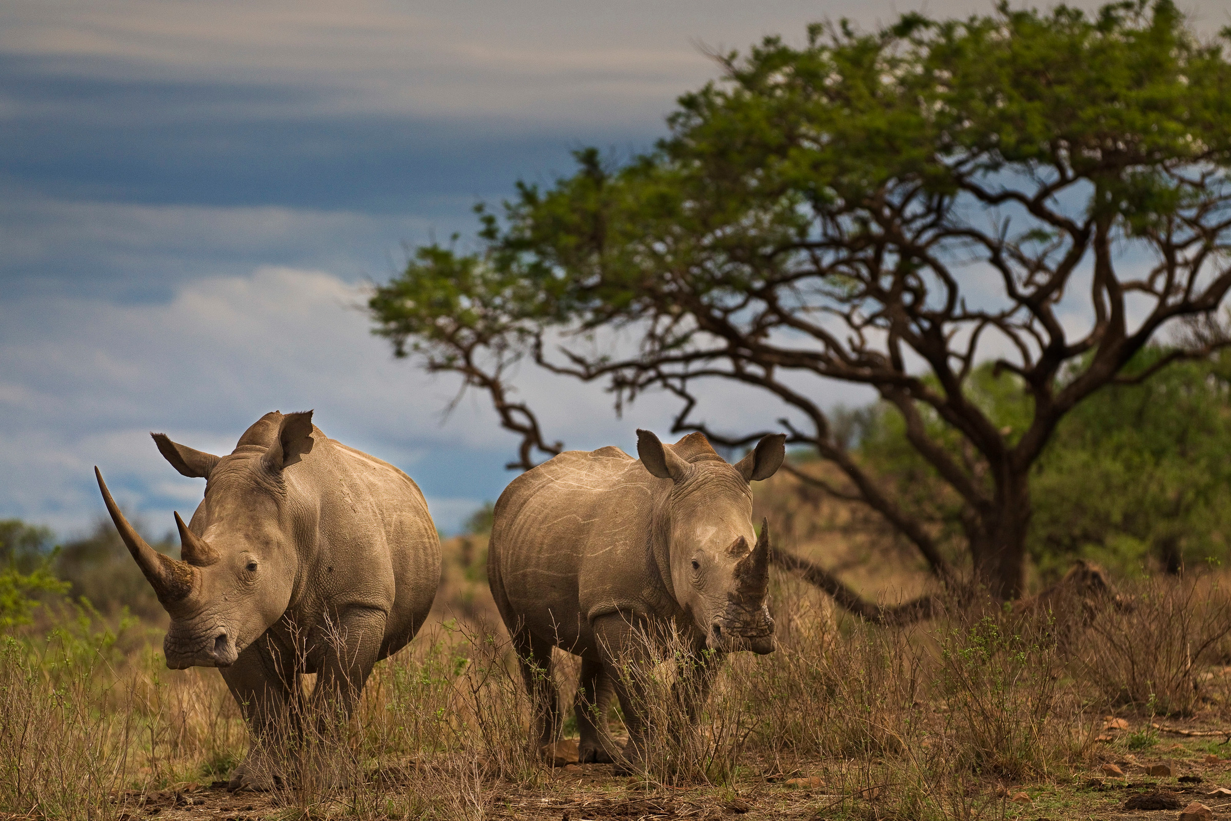 Rhinocéros en Afrique du Sud