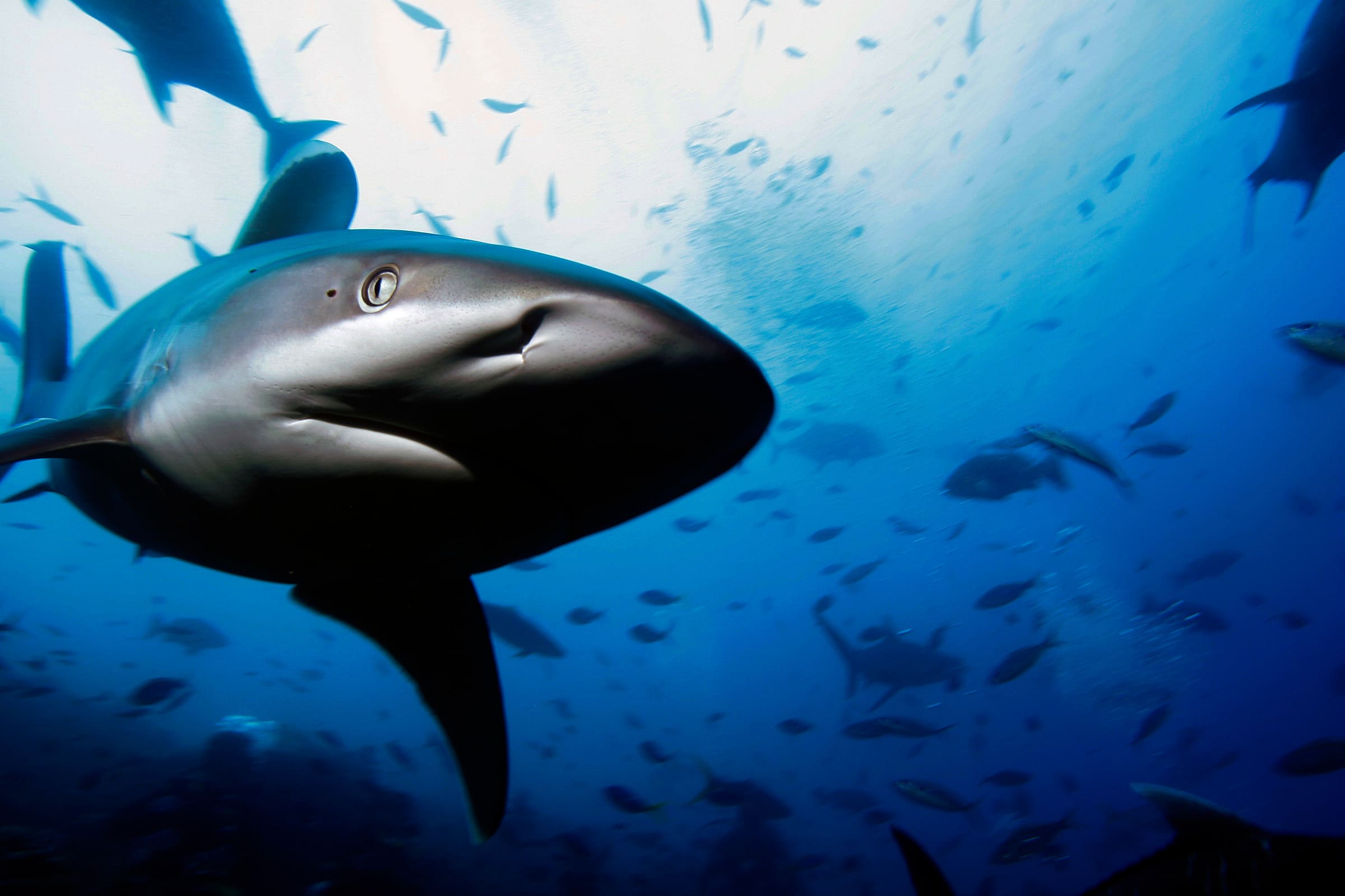 Requin à pointe blanche dans un banc de poissons