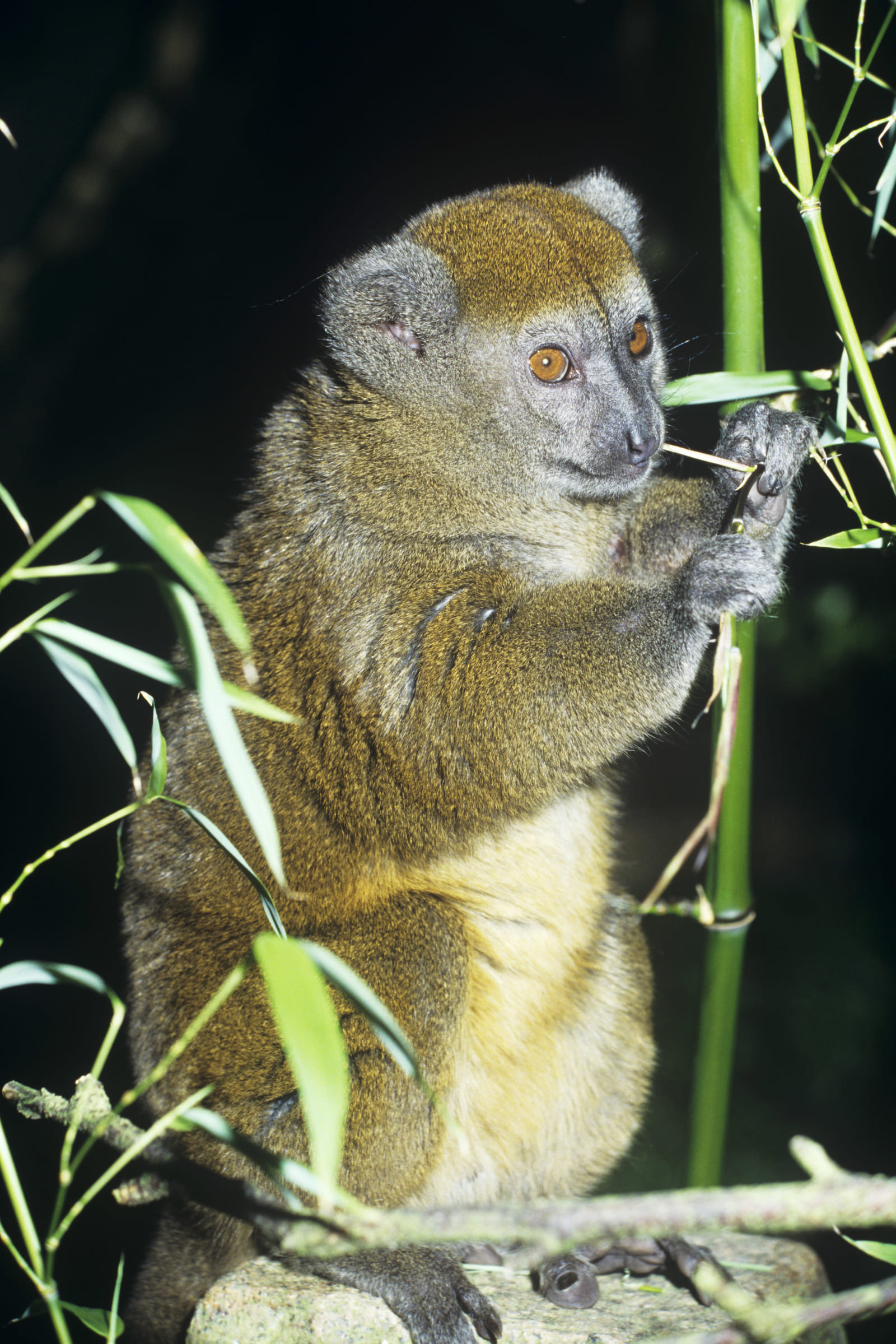 Lac-Alaotra-Bambuslemur