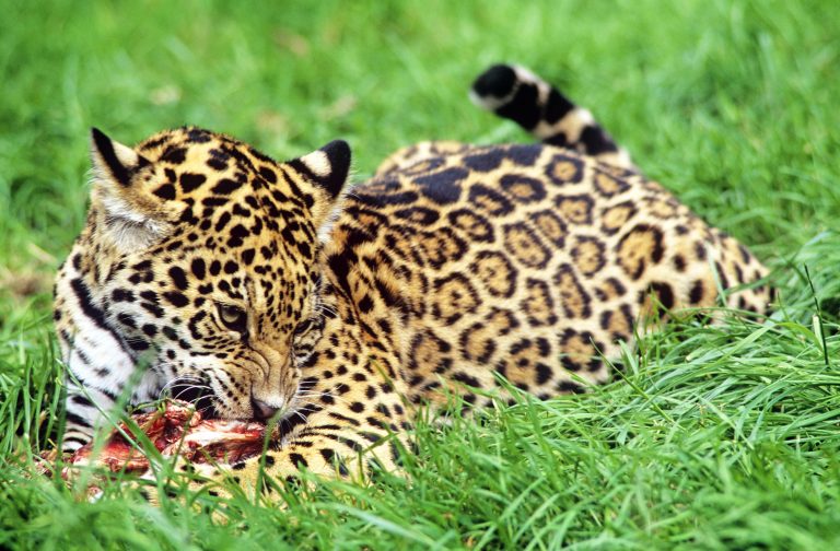 Un jaguar en plein repas