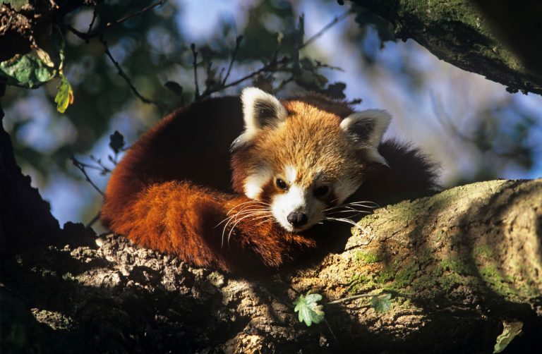 Un panda roux sur une branche