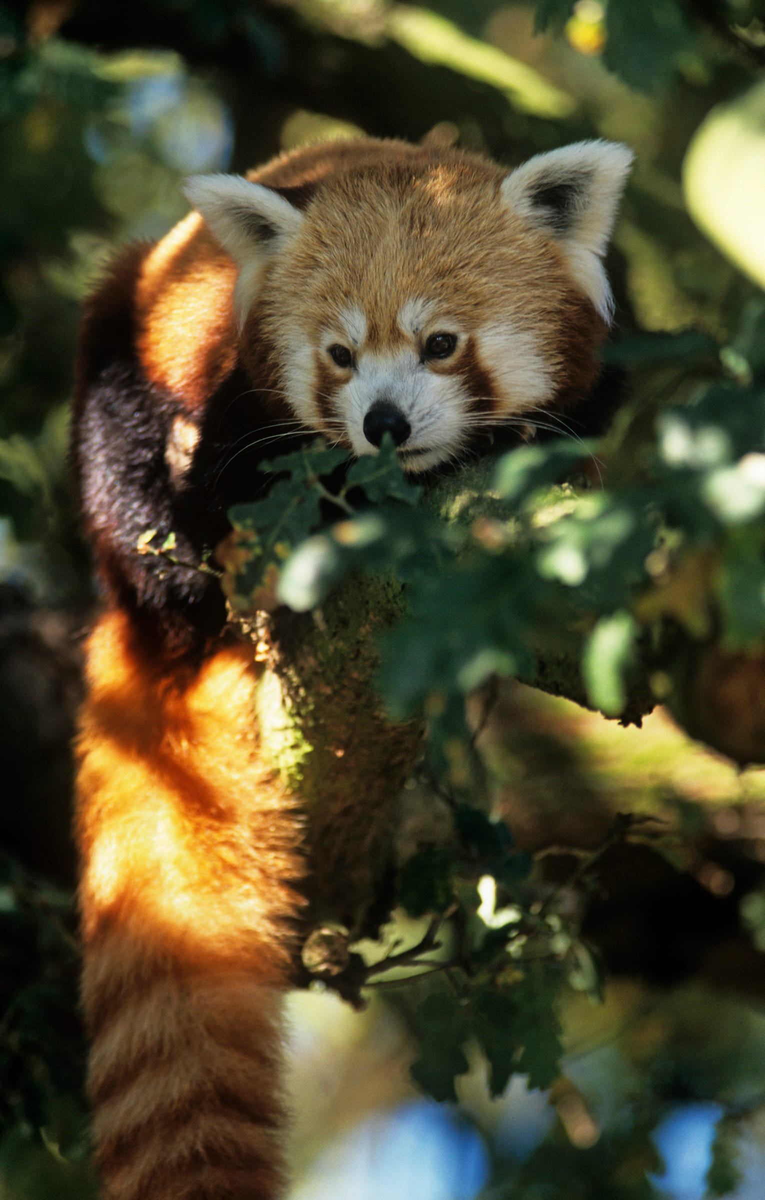 un panda roux sur une branche