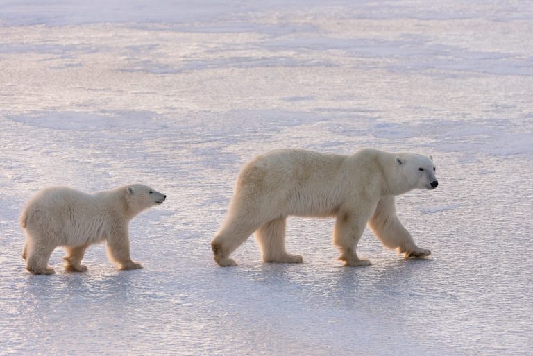 Eisbärenmutter mit Jungem