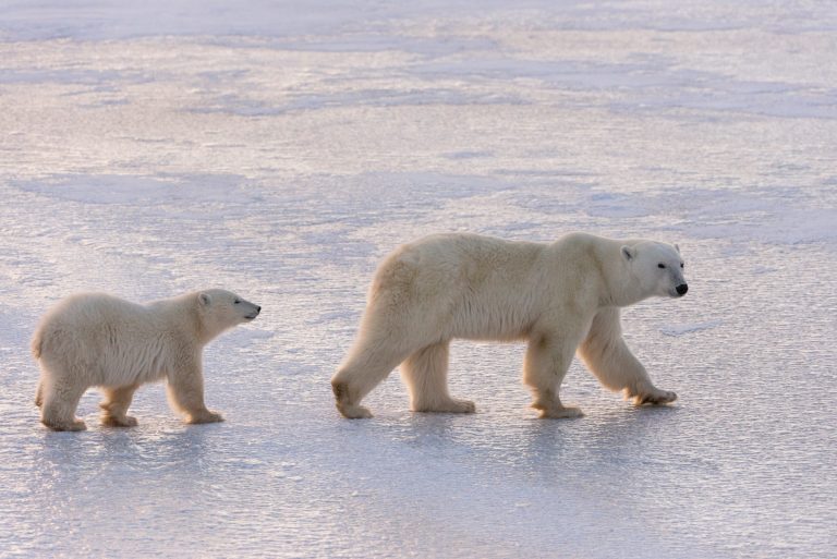 Mamma orso bruno con il piccolo