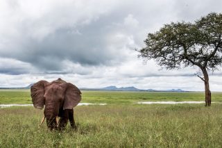 Afrikanischer Elefant in Tansania