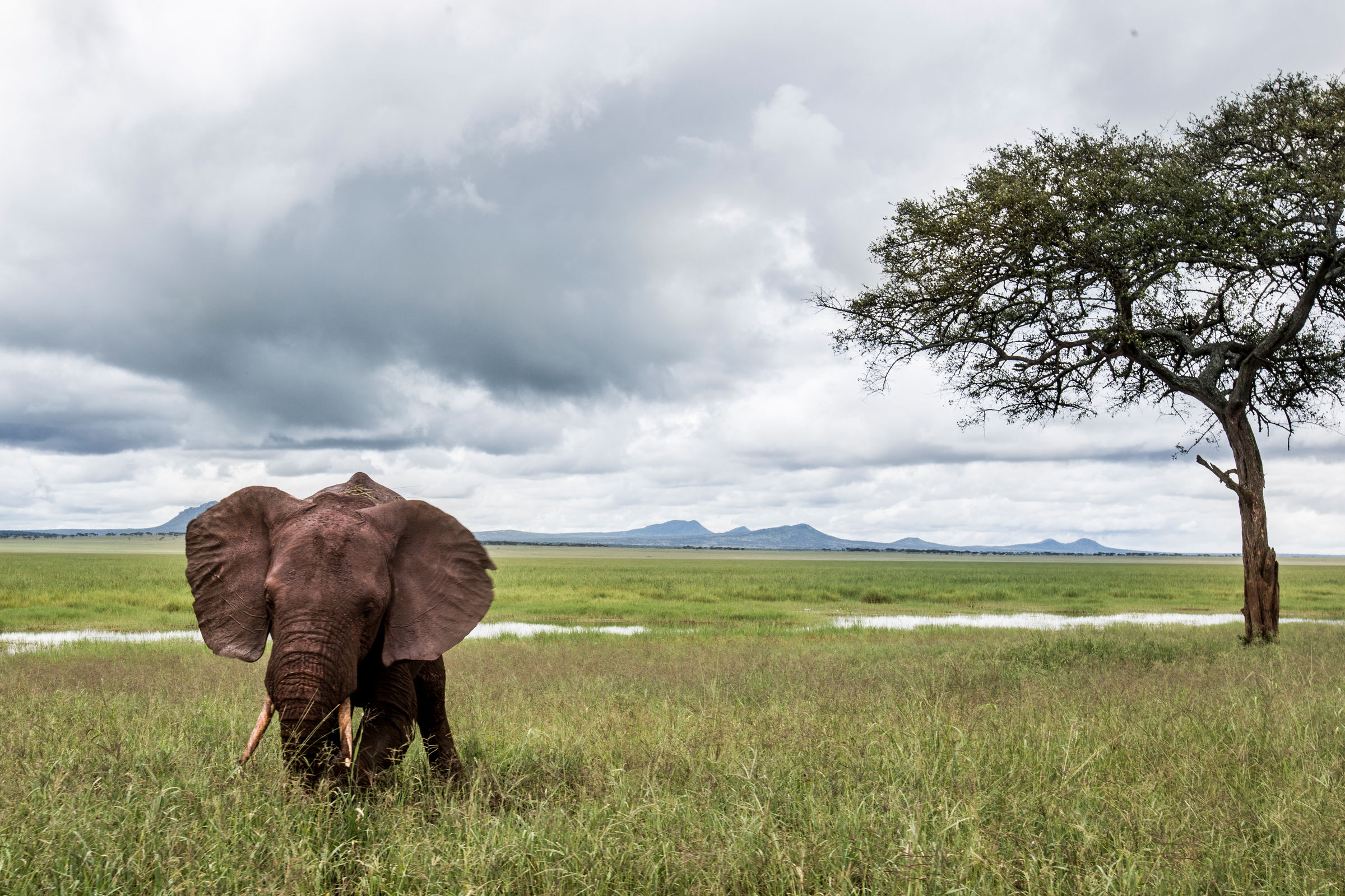 Un éléphant d'Afrique en Tanzanie