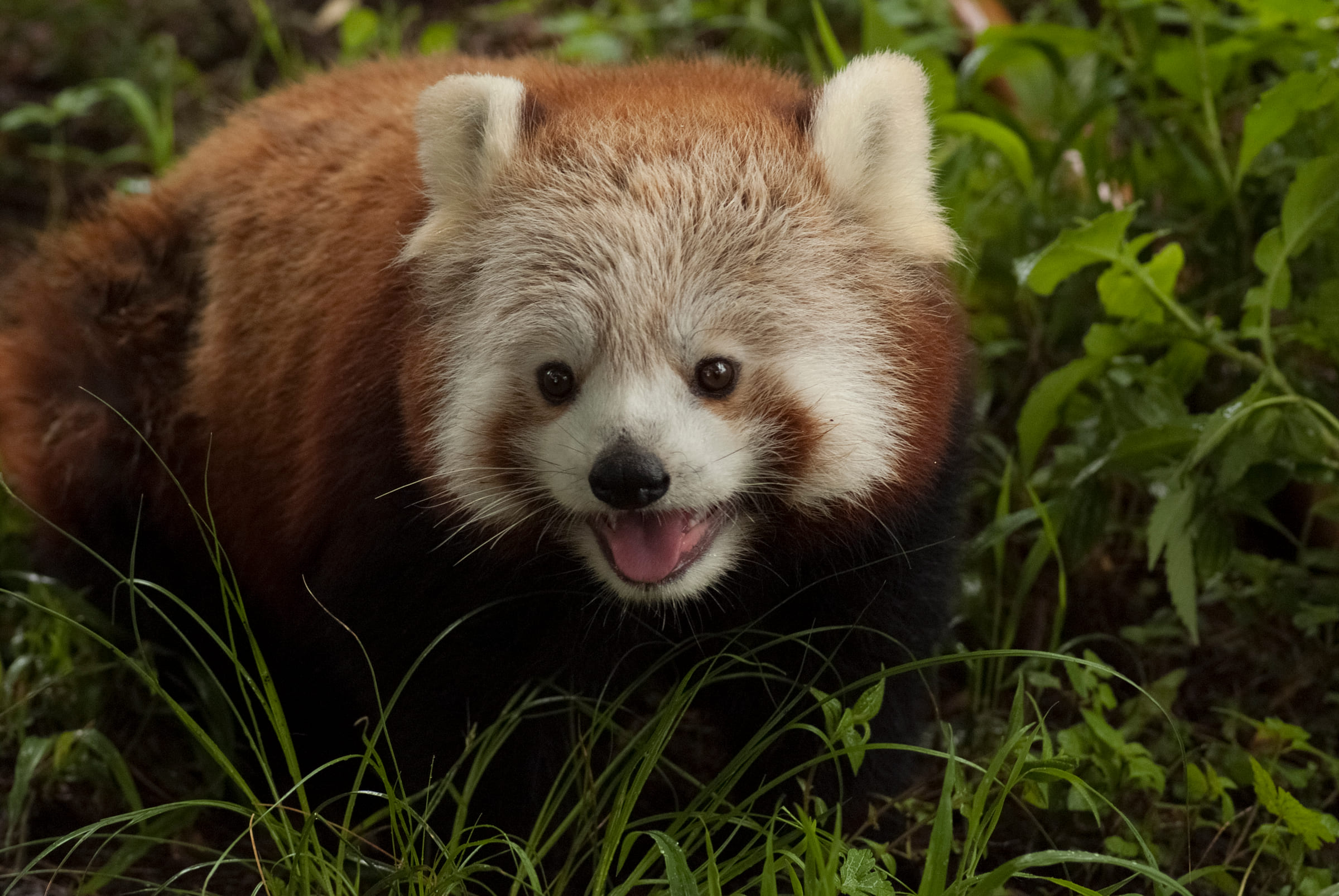 Roter Panda mit offenem Mund