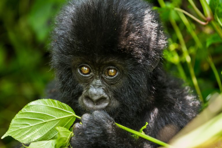 Junger Gorilla im Virunga-Nationalpark