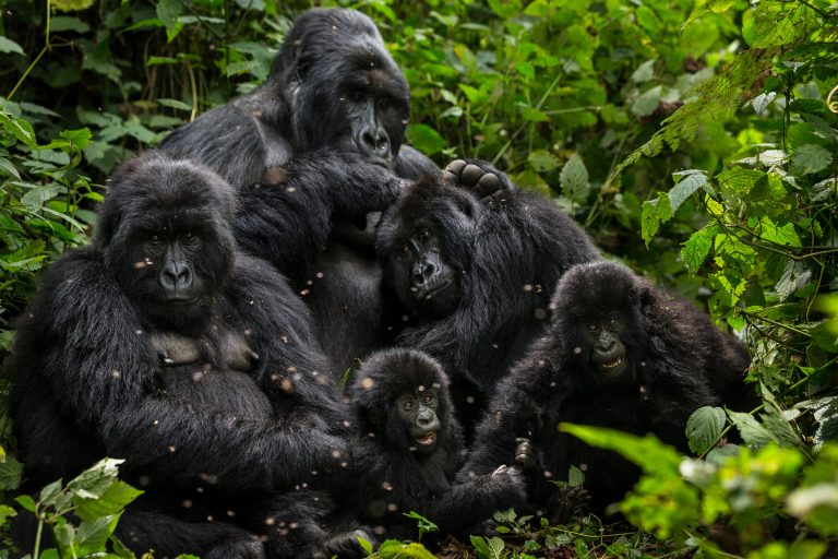 Une famille de gorilles dans le parc national Virunga