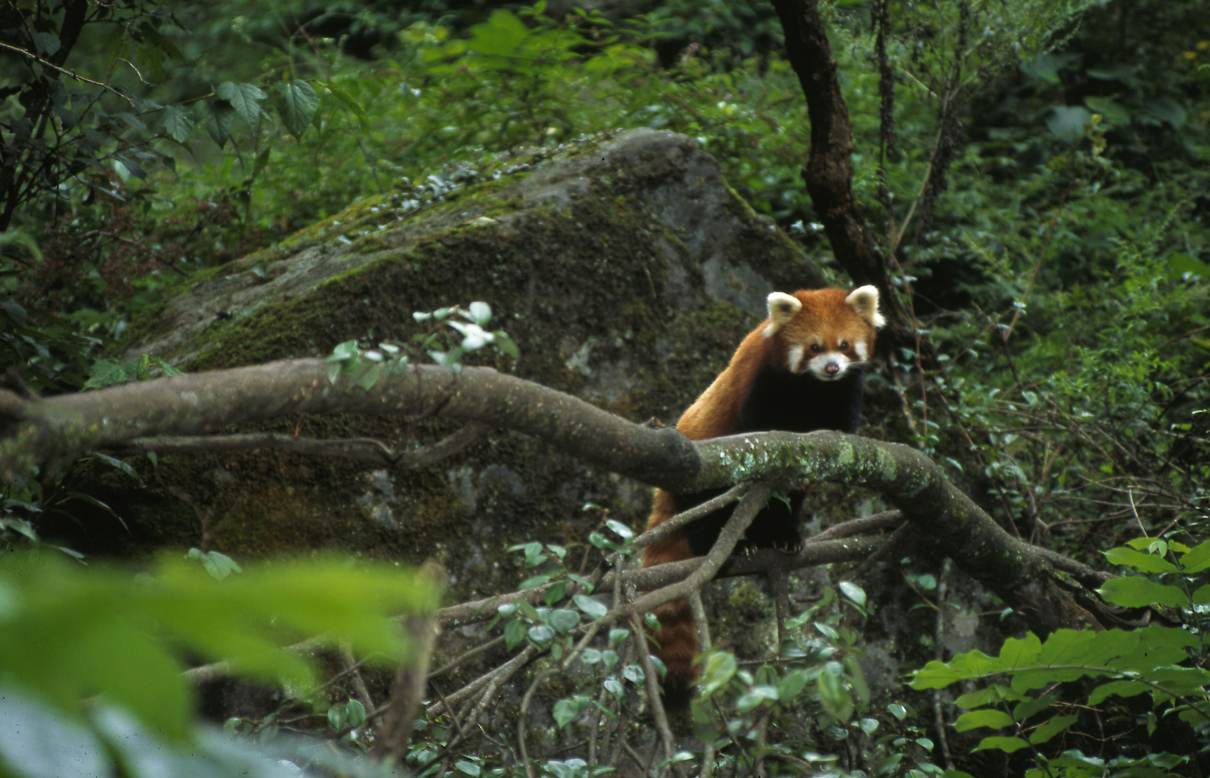 Habitat naturale di un panda rosso