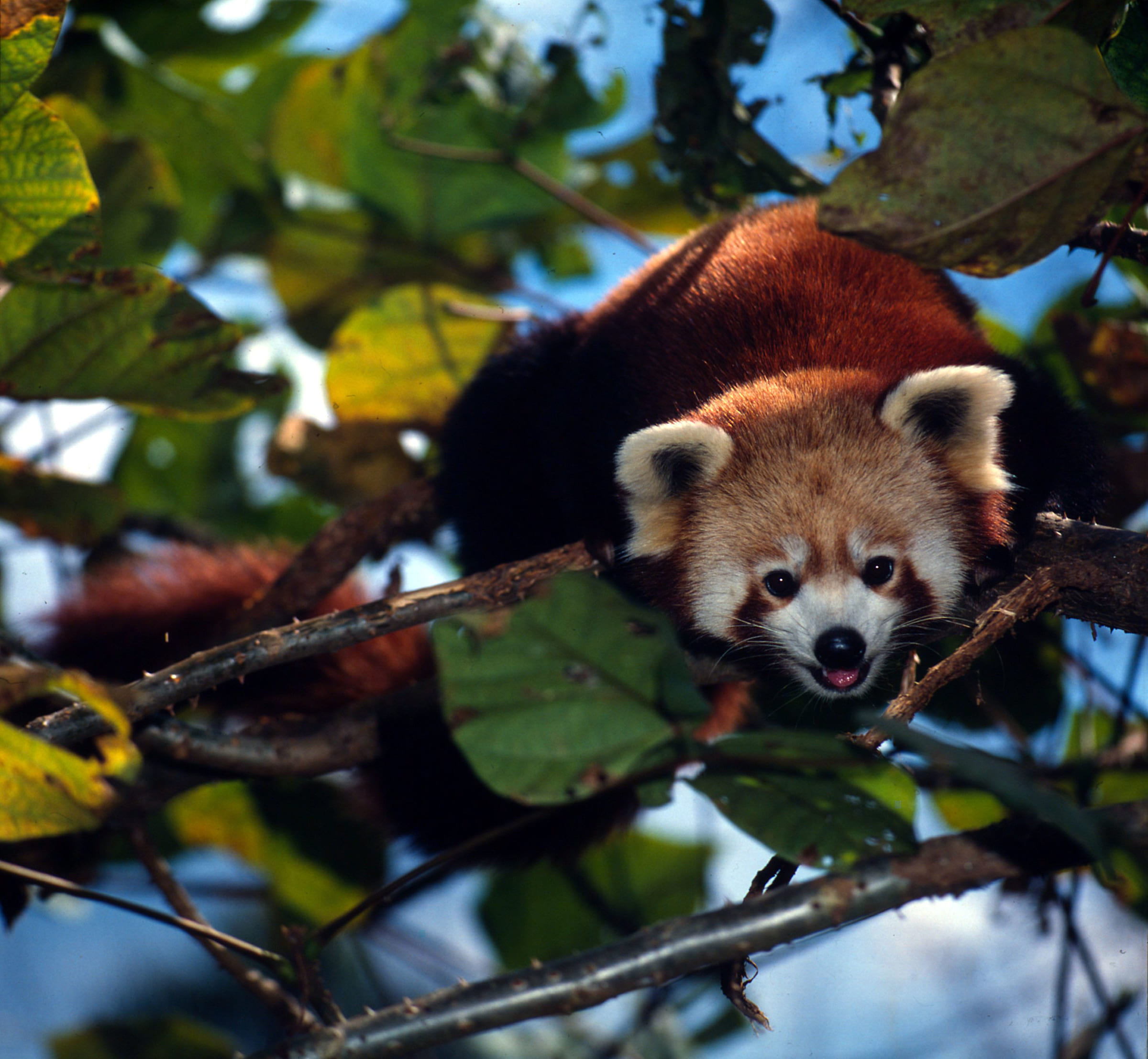 Panda rosso sull'albero