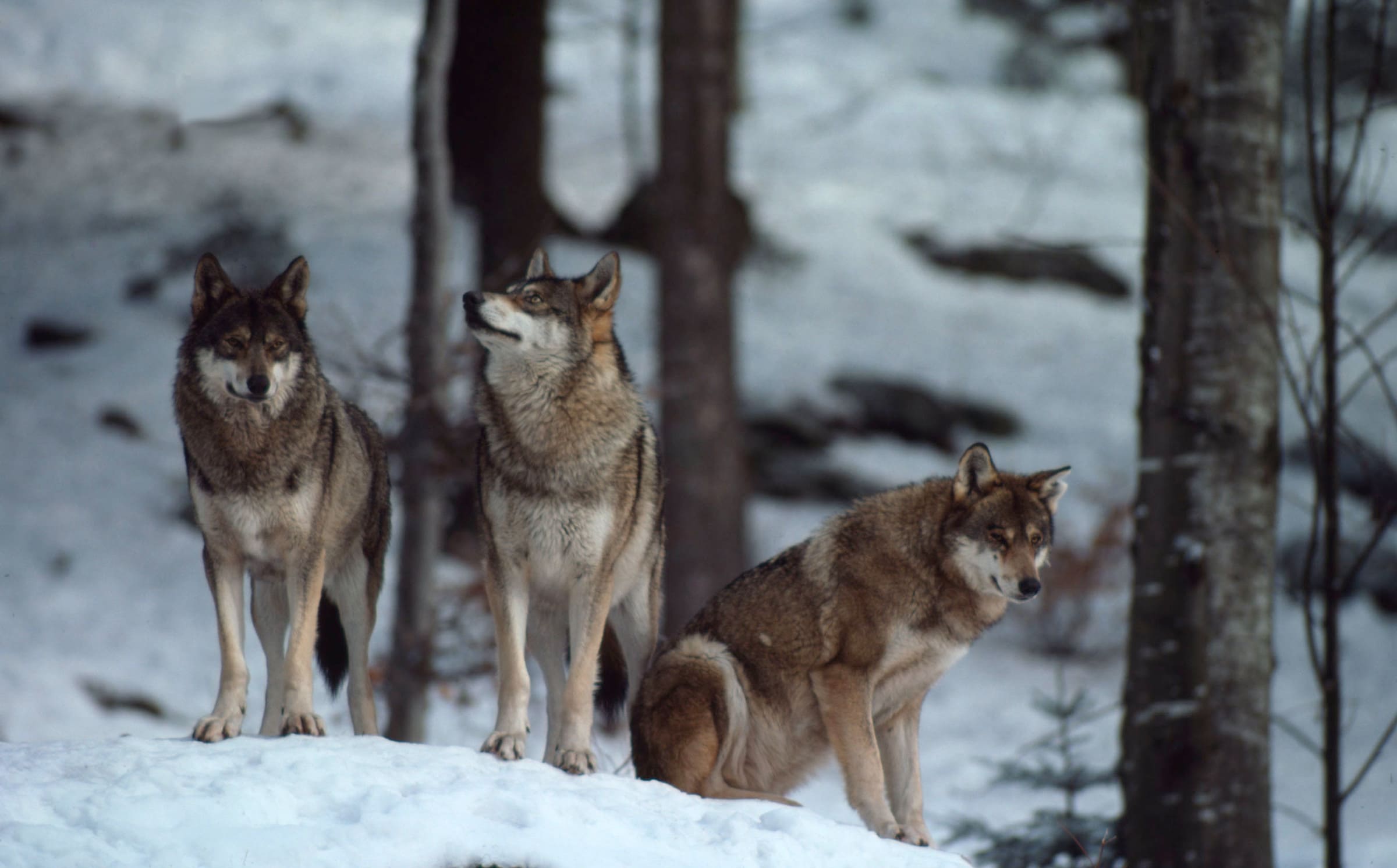 Trois loups dans la neige